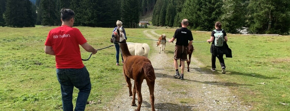 Mehrere Personen gehen mit Alpakas auf einem Feldweg spazieren.